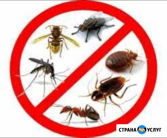 Дезинфекция Архангельск - изображение 1