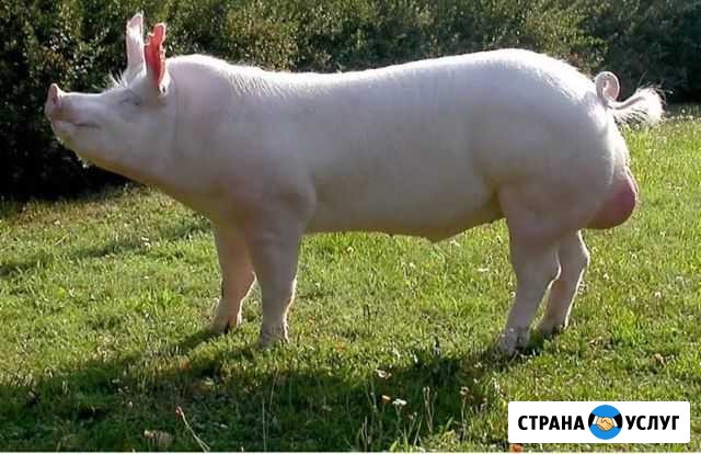 Сперма хряка Линда - изображение 1