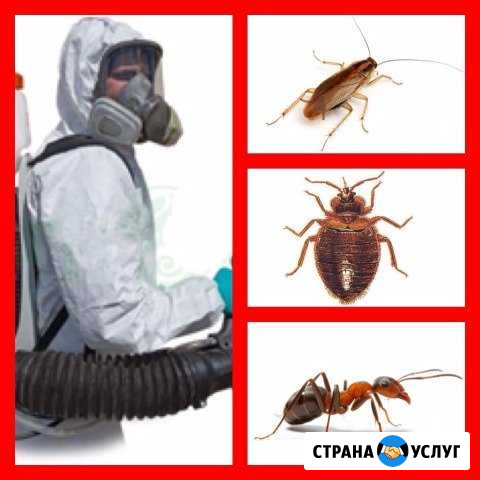 Дез-центр. Уничтожение тараканов, клопов, клещей и Камышин - изображение 1
