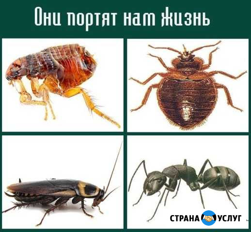 Дез био. Уничтожение насекомых Федоровский - изображение 1