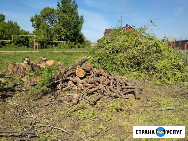 Спил деревьев,расчистка участков Сочи - изображение 1