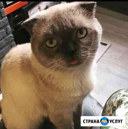 Передержка домашних животных Краснодар