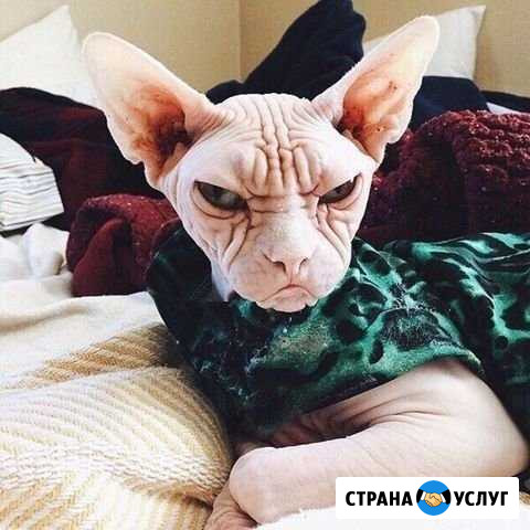 Шугаринг Климовск - изображение 1