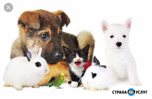 Предложение услуг Чита - изображение 1