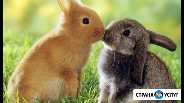 Передержка животных Воскресенское - изображение 1