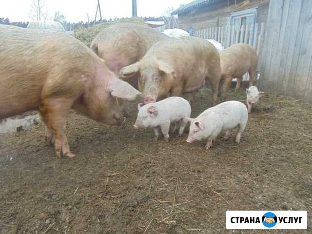 Деревенская свинина Горный - изображение 1
