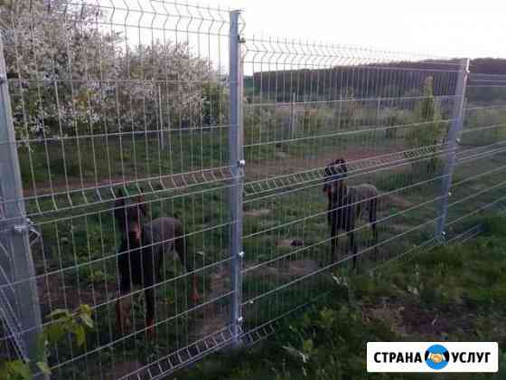 Передержка и дрессировка собак Воронеж