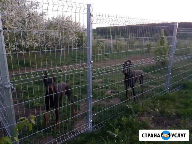 Передержка и дрессировка собак Воронеж - изображение 1