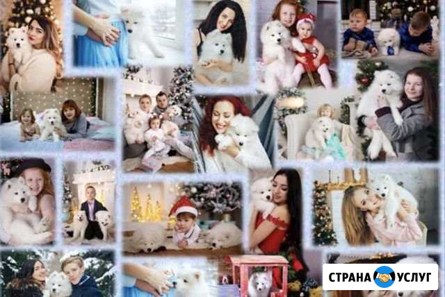 Фотосессия с самоедом Орёл - изображение 1