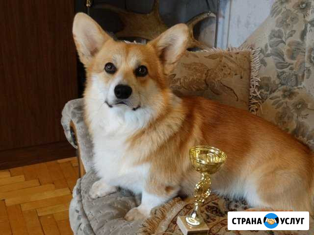 Вельш корги пемброк для вязки (кобель) Чайковский - изображение 1