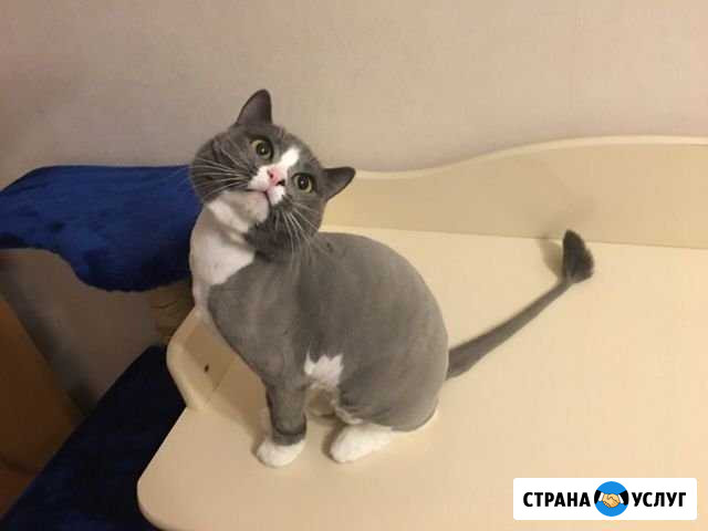 Груминг (стрижка кошек и собак) Новый Уренгой - изображение 1