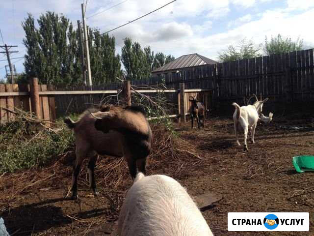 Услуги козла,комолый Абакан - изображение 1