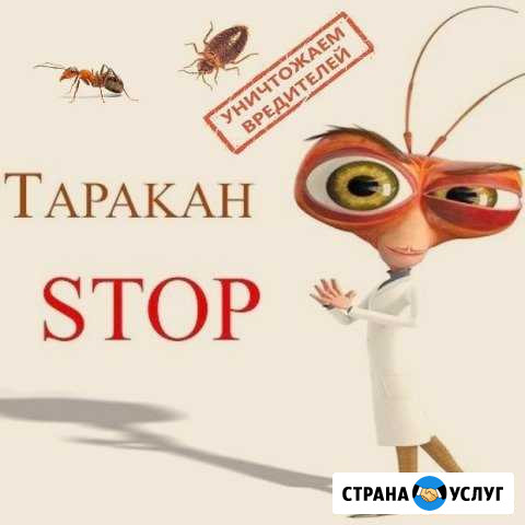 Уничтожение тараканов,клопов, муравьёв и грызунов Сургут - изображение 1