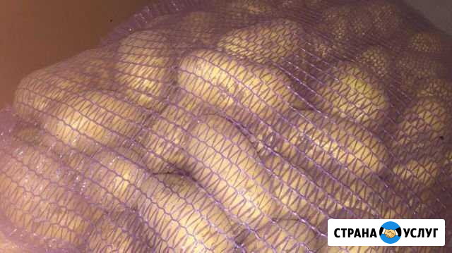 Картофель Павлово - изображение 1