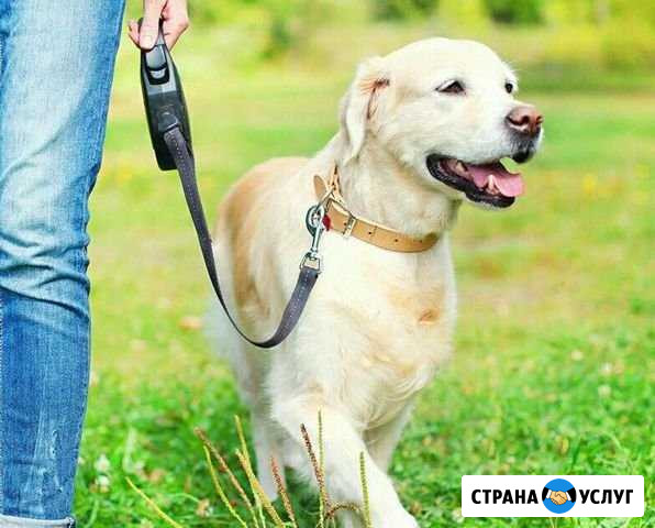 Выгул собак Елизаветинское - изображение 1