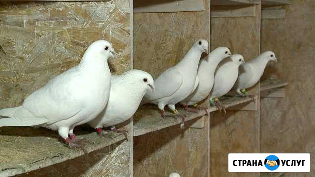 Голуби на свадьбу Реутов - изображение 1