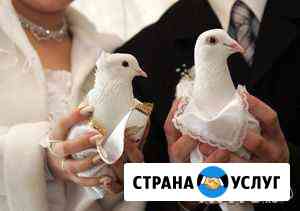 Выпуск голубей Омск