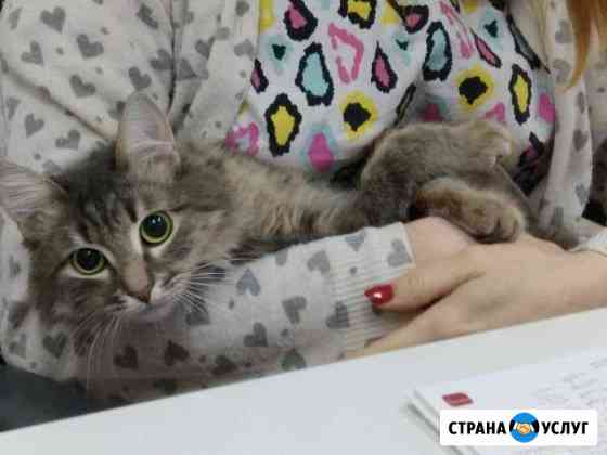 Ветеринарный врач на дом Нижний Новгород