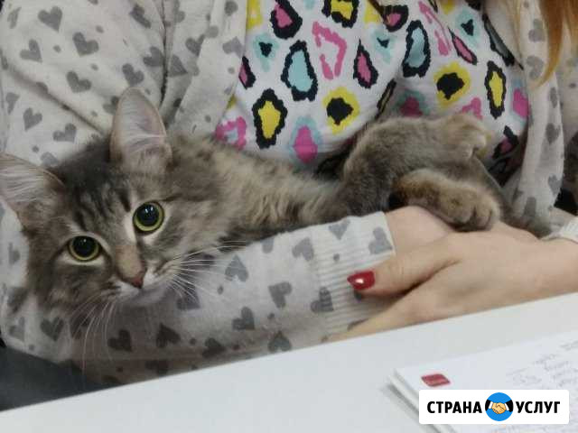 Ветеринарный врач на дом Нижний Новгород - изображение 1