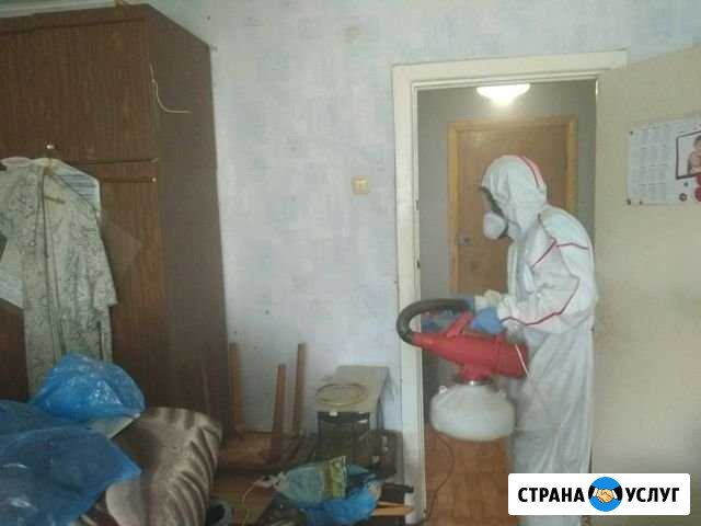 Уничтожение насекомых и грызунов Тюмень - изображение 1