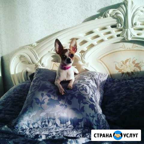 Вязка Чихуахуа ищет невесту Рязань - изображение 1