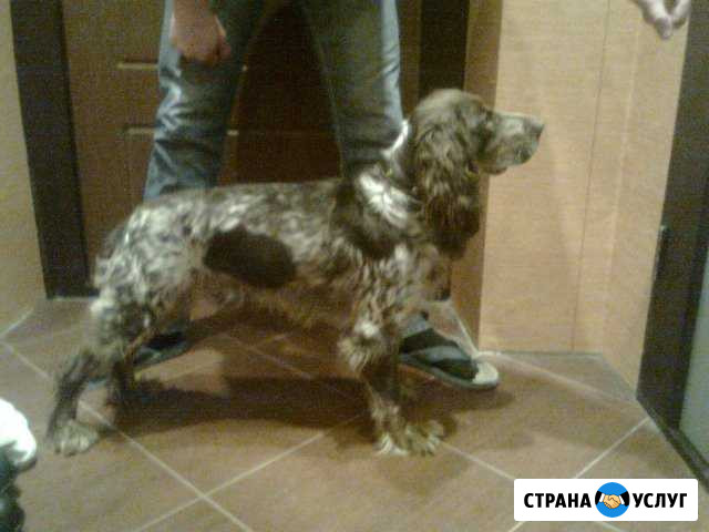 Вязка Русский Охотничий Спаниель Кабель, Медалист Дзержинск - изображение 1