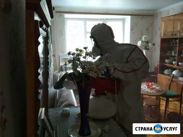 Уничтожение насекомых и грызунов Калининград - изображение 1