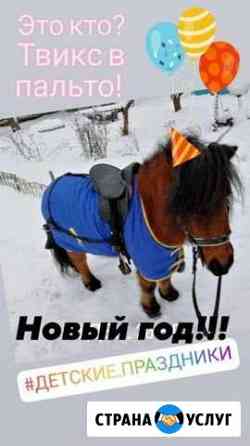 Пони на новогодний праздник Вологда