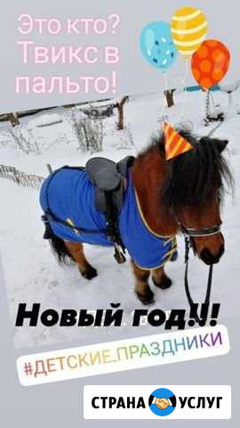 Пони на новогодний праздник Вологда - изображение 1