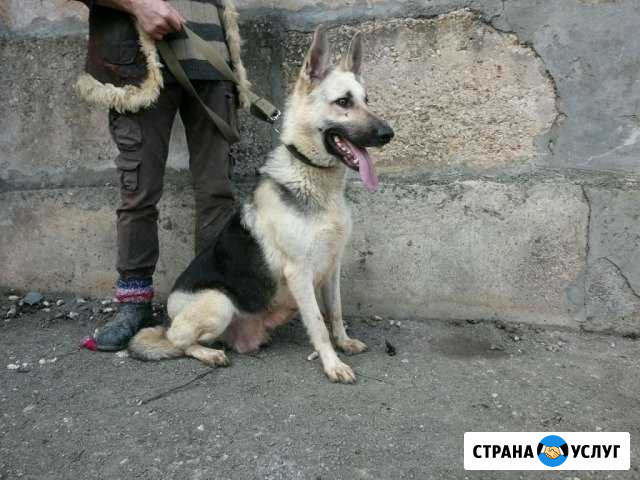 Передержка овчарок и других животных Симферополь - изображение 1
