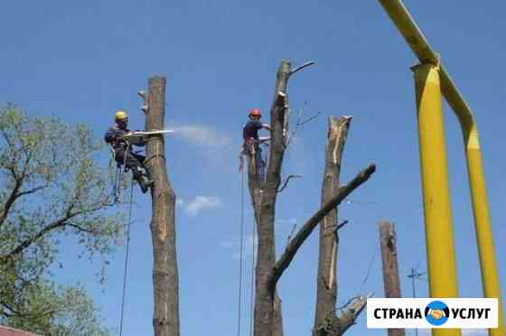 Спил Деревьев Сухиничи