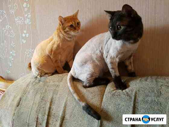 Стрижка кошек и собак Железнодорожный