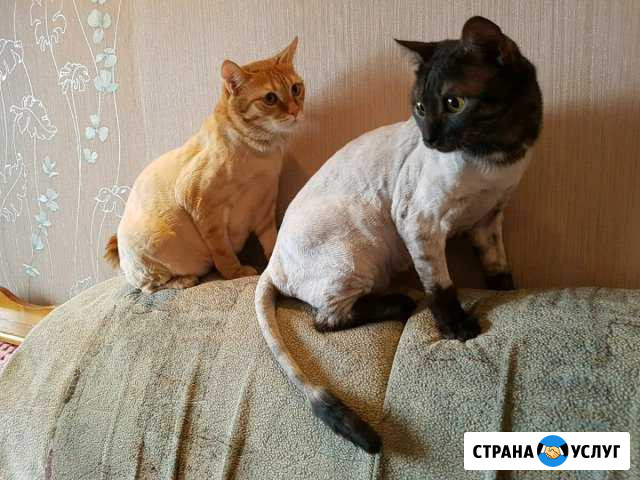 Стрижка кошек и собак Железнодорожный - изображение 1