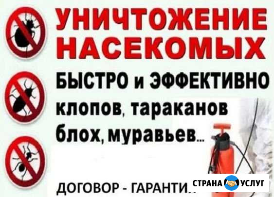 Уничтожение клопов тараканов Подольск - изображение 1