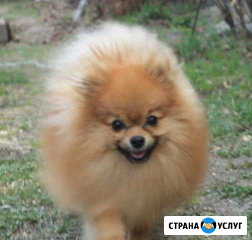 Шпиц для вязки Иркутск - изображение 1