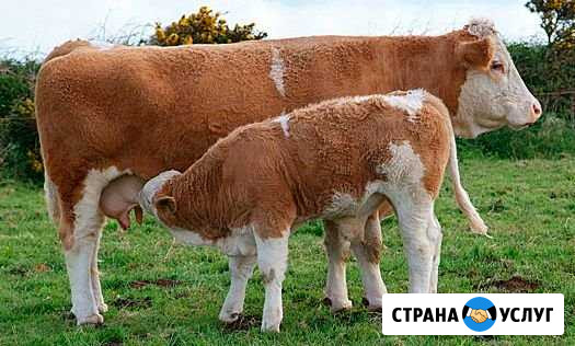 Искуственное осеменение коров и телок Ермишь - изображение 1