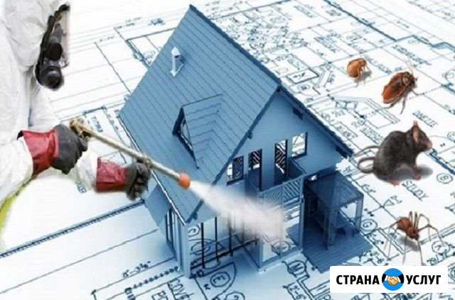 Уничтожение насекомых,тараканов клопов,блох,крыс Владивосток - изображение 1
