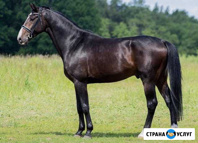Занятия верховой ездой Одинцово - изображение 1
