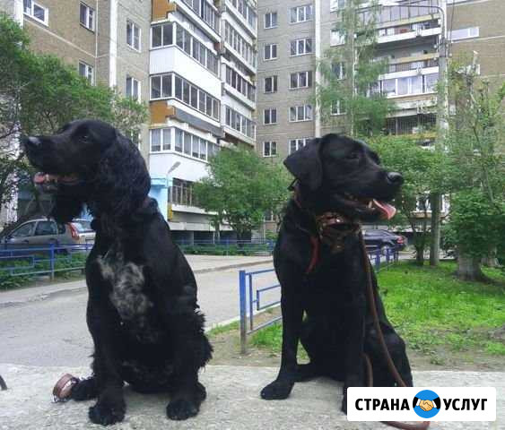 Дрессировка собак. Разные команды Казань - изображение 1