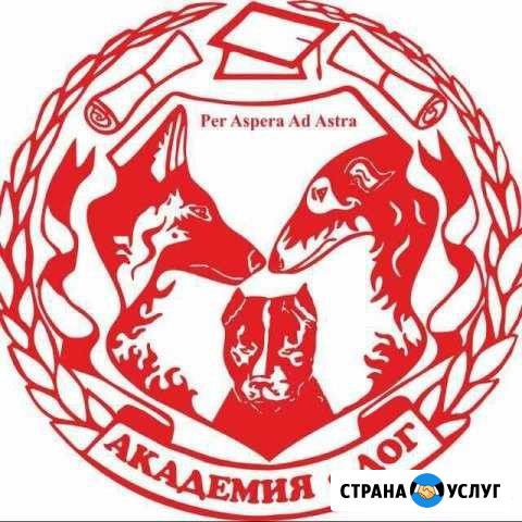 Дрессировка собак Хабаровск - изображение 1