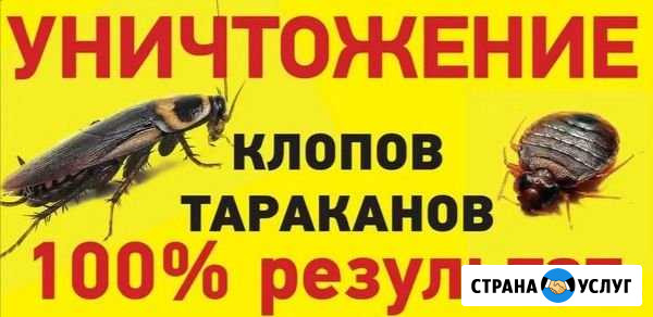 Уничтожение клопов тараканов Щербинка - изображение 1
