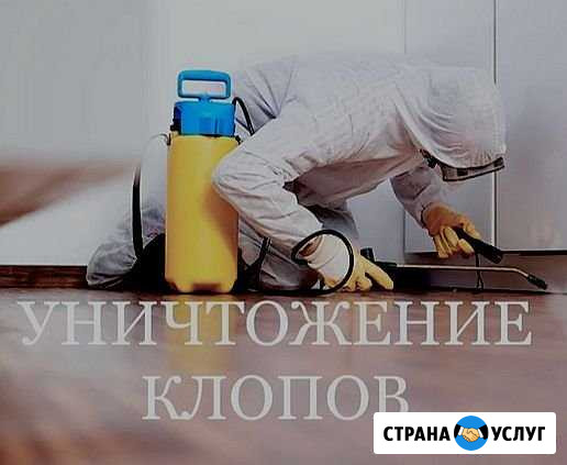 Уничтожение тараканов клопов Чехов - изображение 1