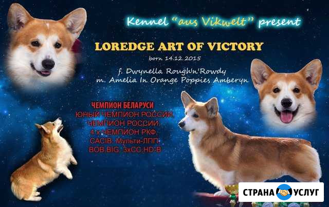 Вязка с кобелем вельш корги пемброк Тула - изображение 1