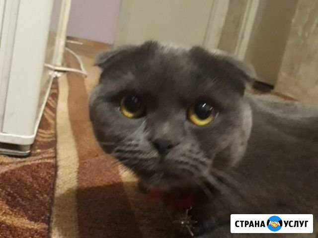 Вязка ищем шотландского вислоухого кота Петрозаводск - изображение 1