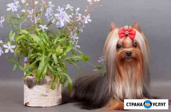 Мальчик - красавчик(мини) ждет невест Ярославль