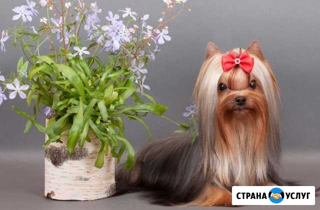 Мальчик - красавчик(мини) ждет невест Ярославль - изображение 1