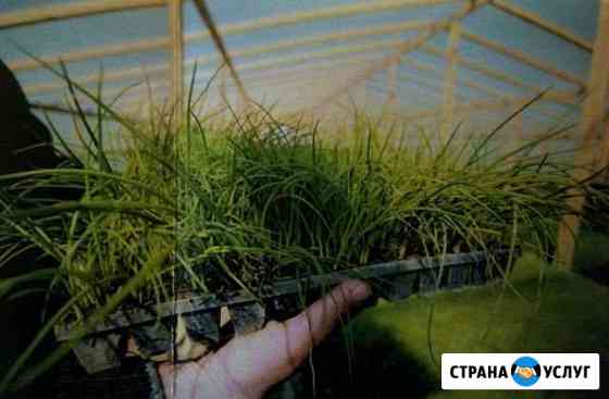 Кассеты для рассады Подольск