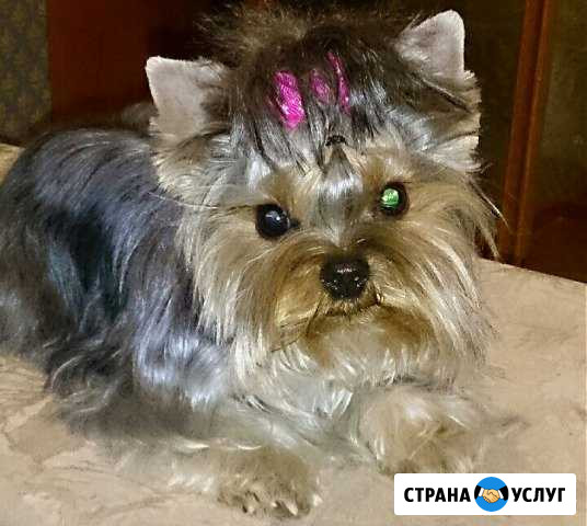 Стрижка Йорков, Собак мелких пород, ост.Мухина Иркутск - изображение 1