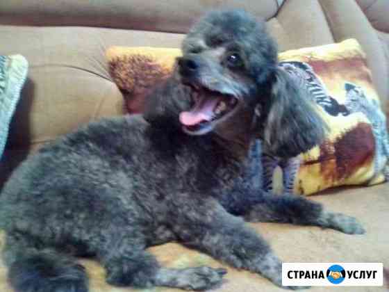 Грумер- универсал. Только выезд на дом Санкт-Петербург