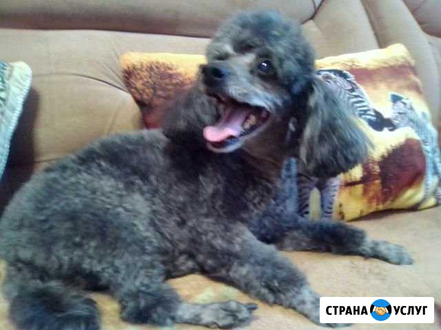 Грумер- универсал. Только выезд на дом Санкт-Петербург - изображение 1